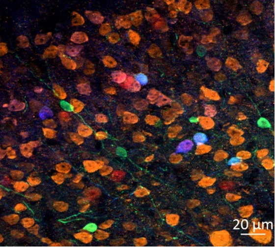 Mouse cortex