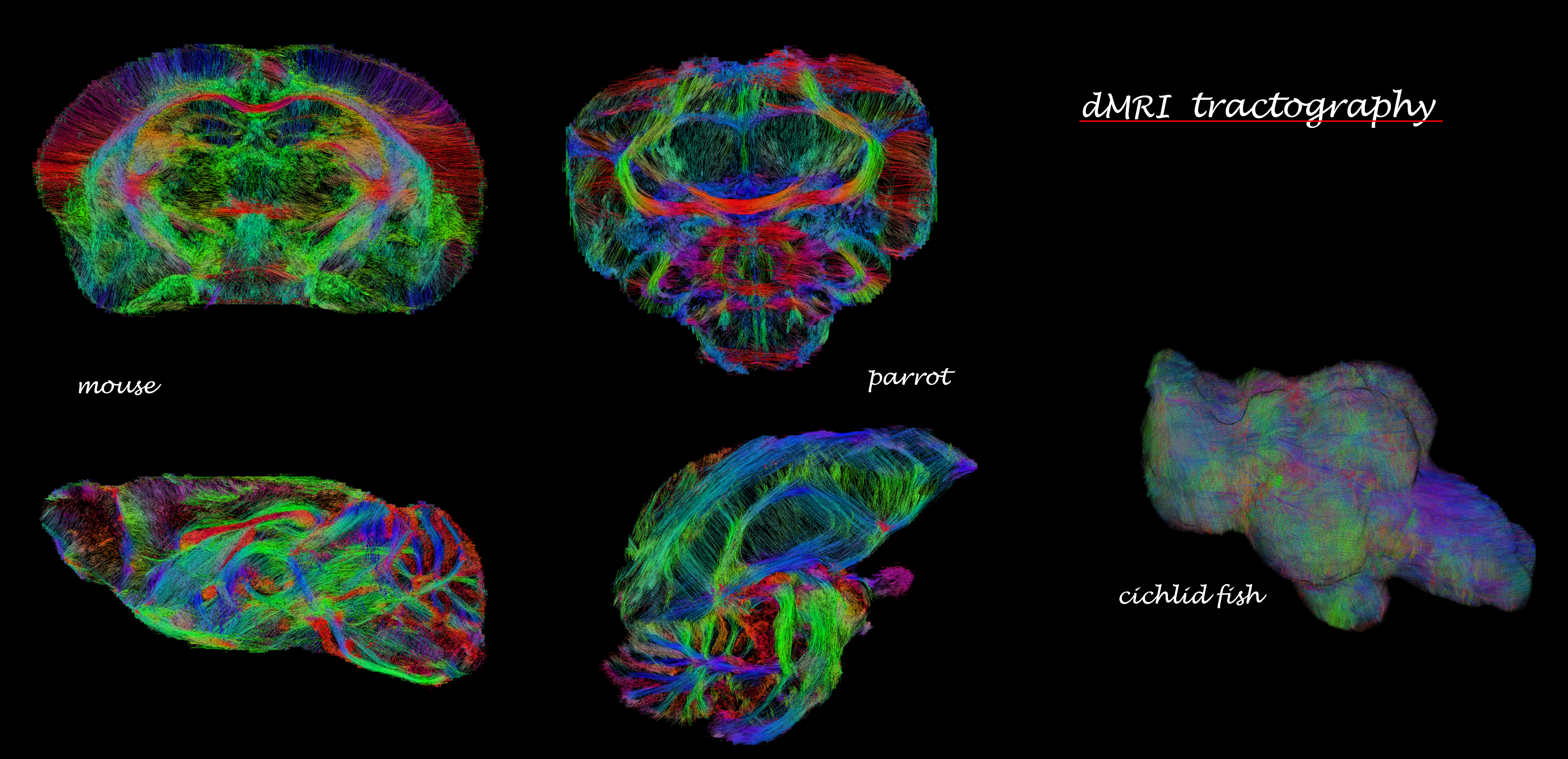 Multispecies tractography